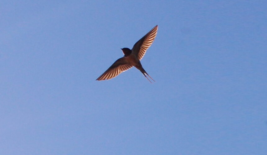 LA LIBERTÀ È SACRA